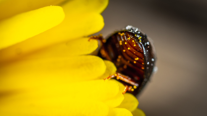 Booty tiny smooth in the pollen of coltsfoot - My, Macro, Macrohunt, Pollen, Жуки, Insects, Coltsfoot, , Mp-e 65 mm, Macro photography