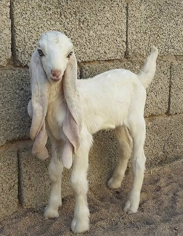 The most beautiful goat in the world! - Animals, Interesting, Unusual, Goat, Longpost, 