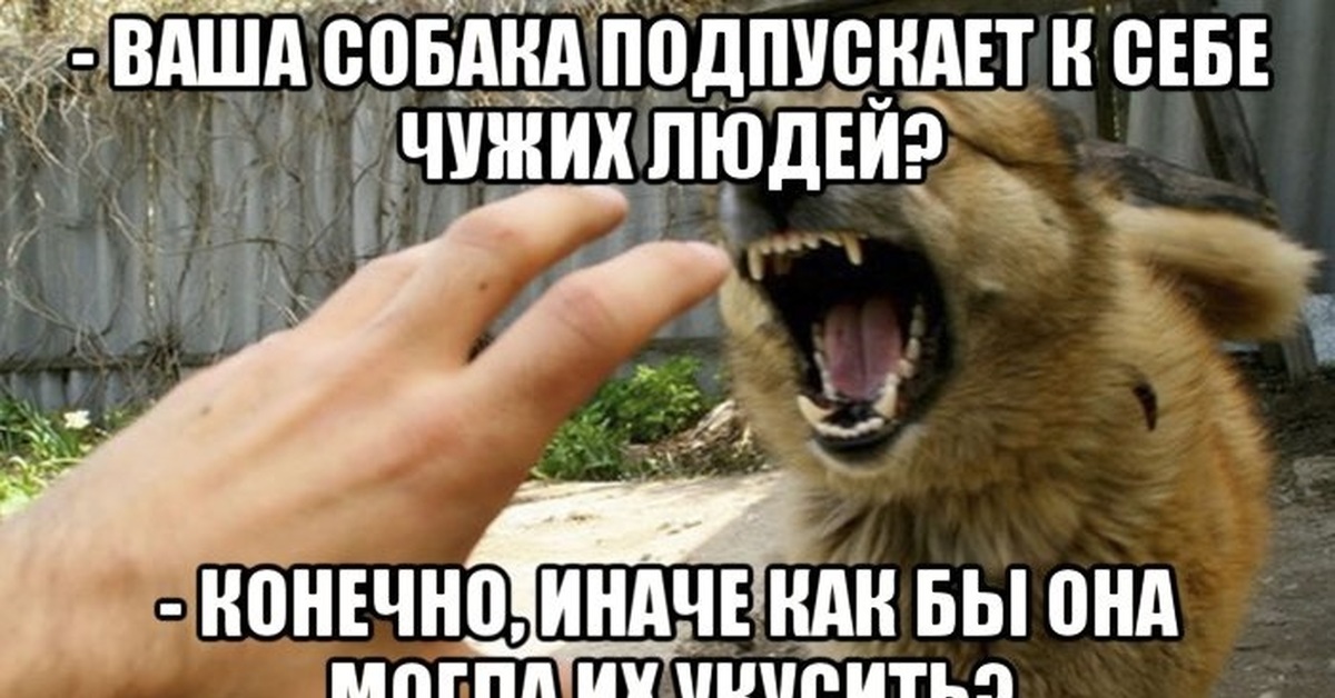 Иначе как же он. Люди врут цитаты. Мемы с собаками. Иначе нельзя. Ваша собака подпускает да а иначе как она укусит.