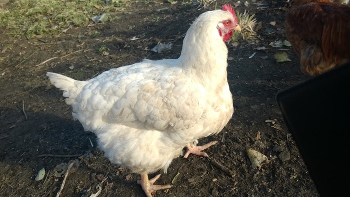 Neighbor - My, Village, Neighbours, Broilers, Relocation