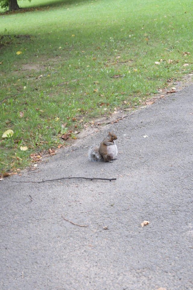 Today I saw a pregnant squirrel for the first time. - Squirrel, Pregnancy, The park