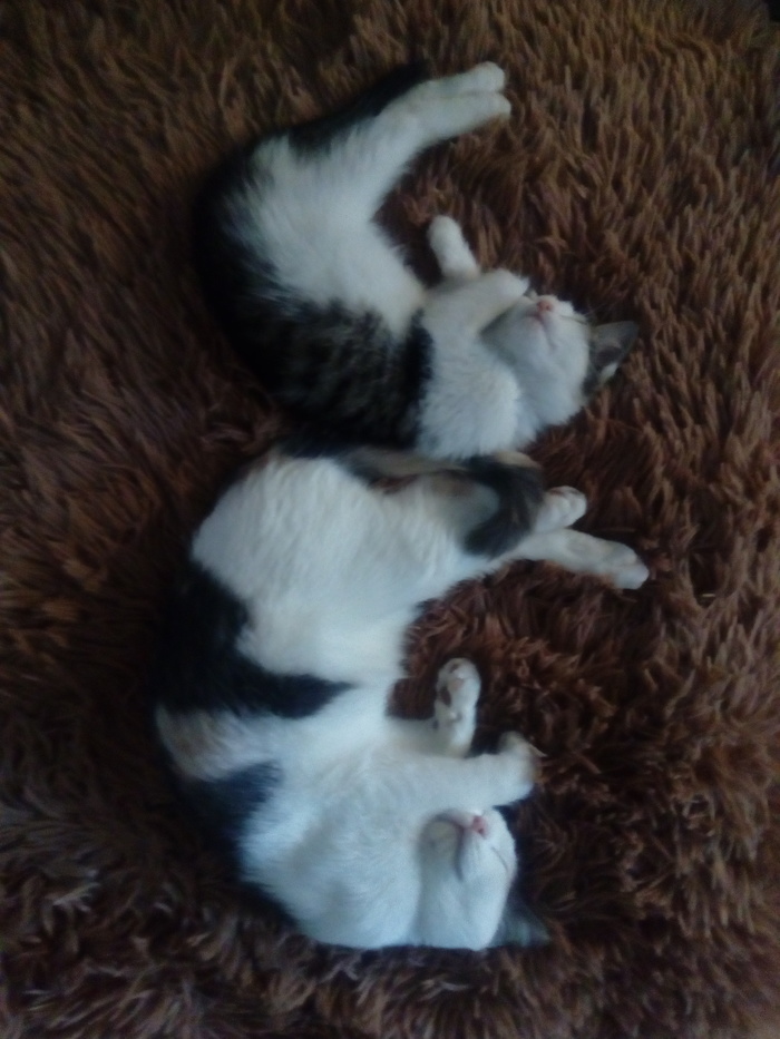 Орнаментальные коты