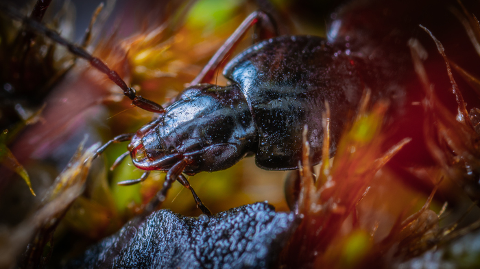 Ground beetle peeks out from ambush - My, Macro, Macrohunt, Insects, , Carabus, Жуки, Mp-e 65 mm, Macro photography