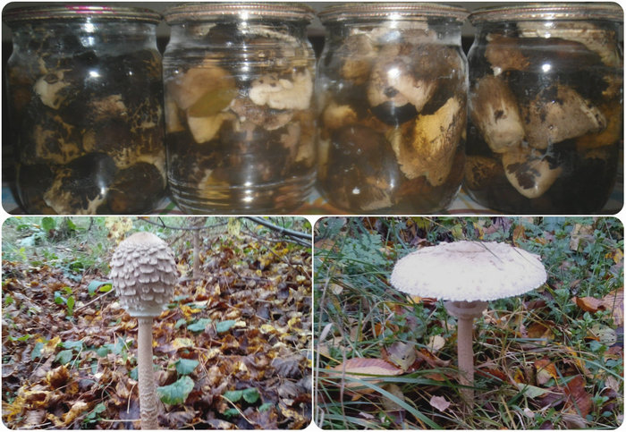 Pickled mushrooms Umbrellas - My, Recipe, Cooking, Video, Umbrella Mushroom, , Blanks, IN STORE, Longpost