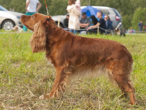 About dog breeds №60. - Dog, Dog breeds, Russian spaniel, Spaniel, Hunting dogs, Longpost