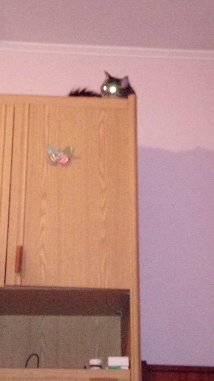 Scary)) - My, Masyanya the cat, Eyes, cat