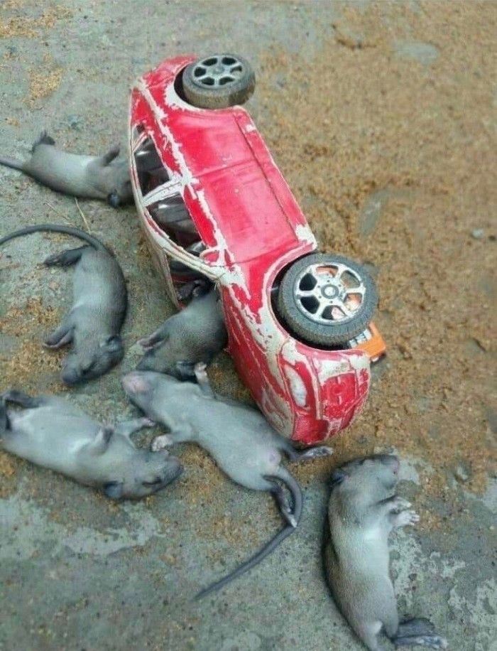 They flew at breakneck speed. - Mouse, Crash, Catastrophe, The dead, Crashed, Deadly, Road accident