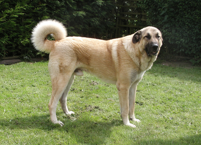 About dog breeds №61. - Dog, Dog breeds, , kangal, , Guard dogs, Longpost