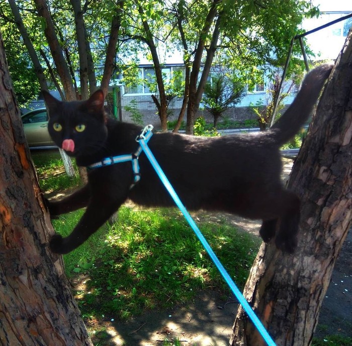 Кошачей грации пост