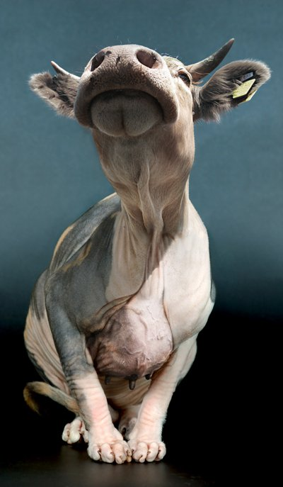 Funny work by Dutch photographer and graphic designer Jan Olyhoek - Surrealism, Animals, Longpost