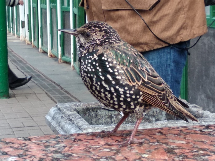 A beggar at the Yaroslavl railway station - My, Birds, Railway station, Starling