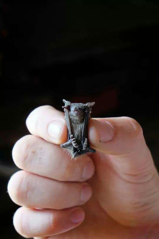 The pig-nosed bat is the smallest living bat and one of the smallest ...