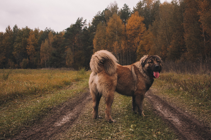 ran - Husky, Canon, , Caucasian Shepherd Dog, Dog