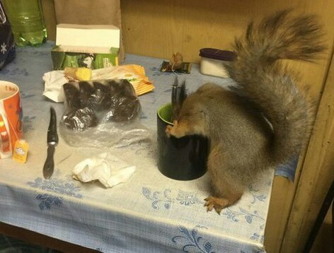 - Well, what do you have here?)) - Alcohol, , Animals, Hostess, Squirrel