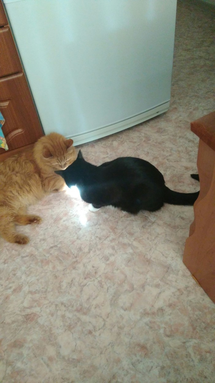 It seems my cats sabbat welders - My, cat, Welder