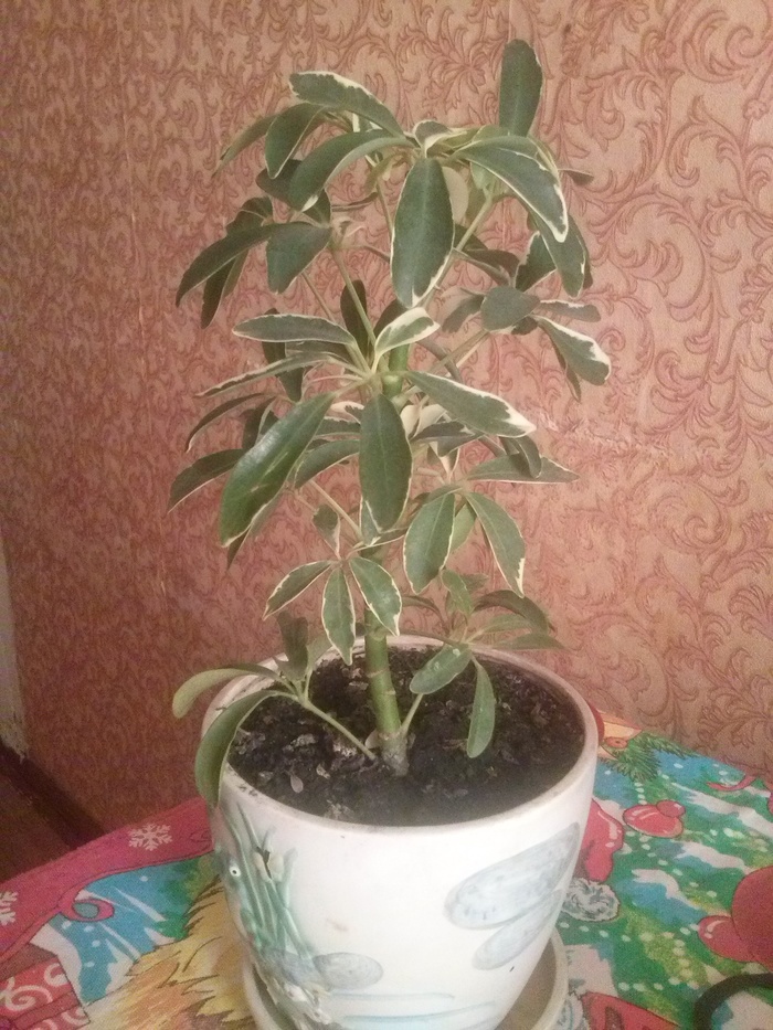 Help identifying a houseplant. - Plants, Houseplants, The photo, No rating, Longpost