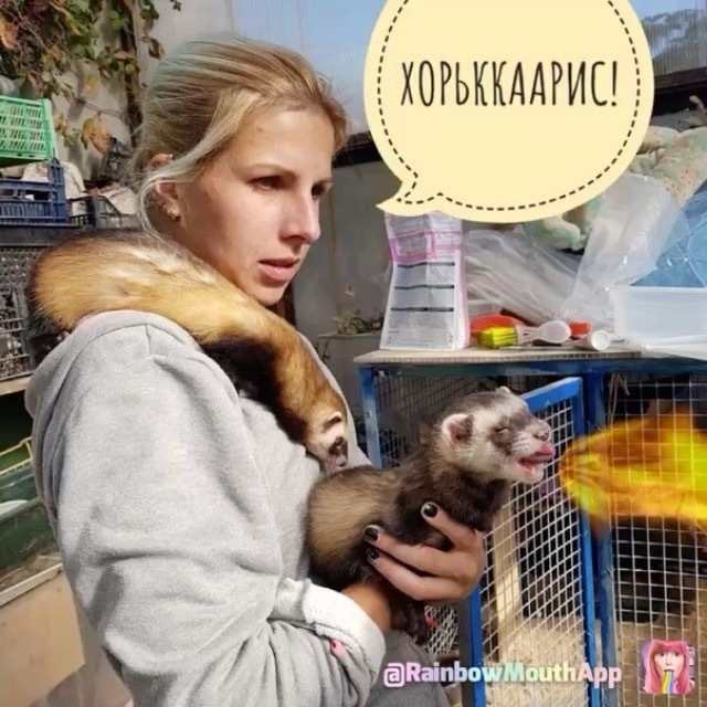 Хорьккарис!