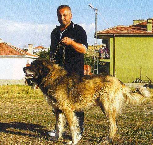 O Porodah Sobak 61 Tureckie Pastushi Sobaki Pikabu