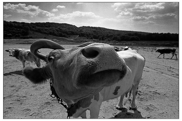 Scary Mu :)) - My, Cow, Wide-angle lens, The photo