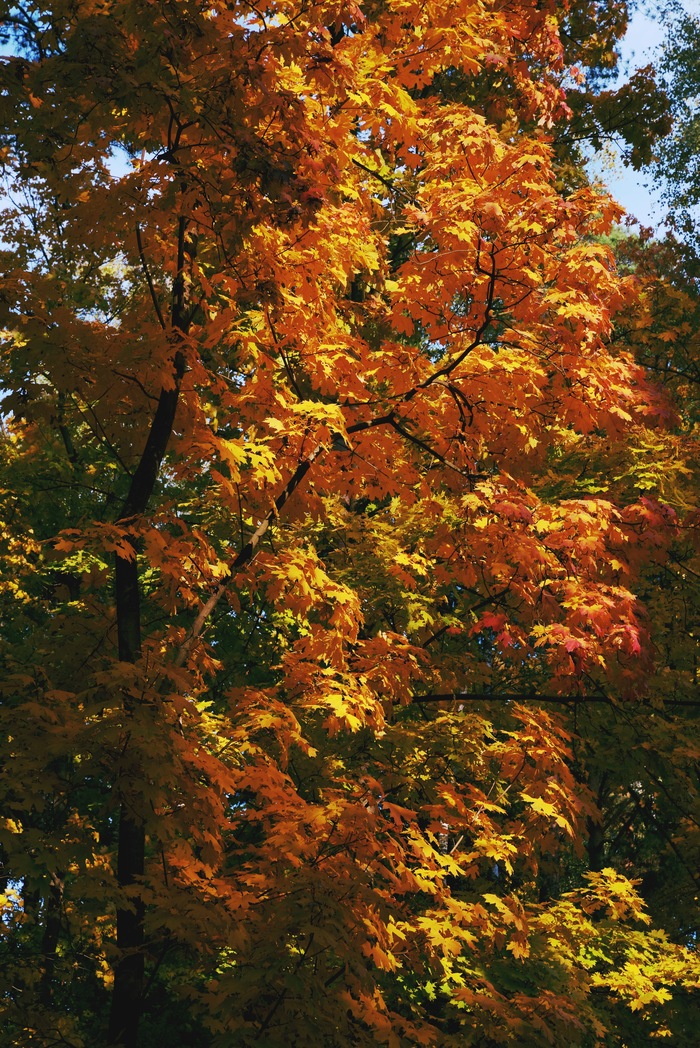 Maples are especially beautiful in autumn. - Подмосковье, Pentax k-1ii, Maple, Pentax, Autumn, My, The sun