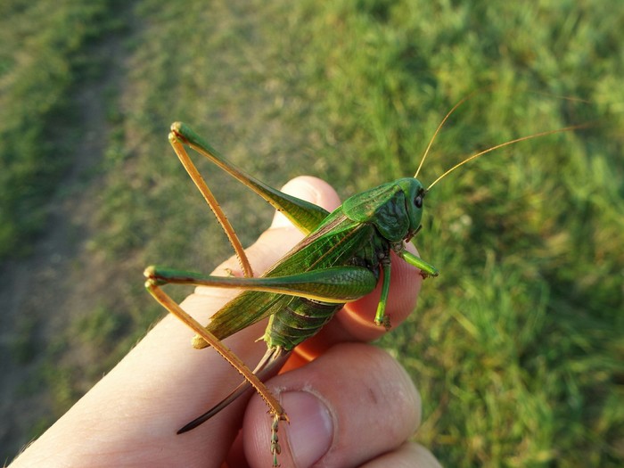 Gray, or Motley grasshopper (lat. Decticus verrucivorus) - My, Animals, Wild animals, Interesting, Insects, Grasshopper, The photo, Nature, Naturalist