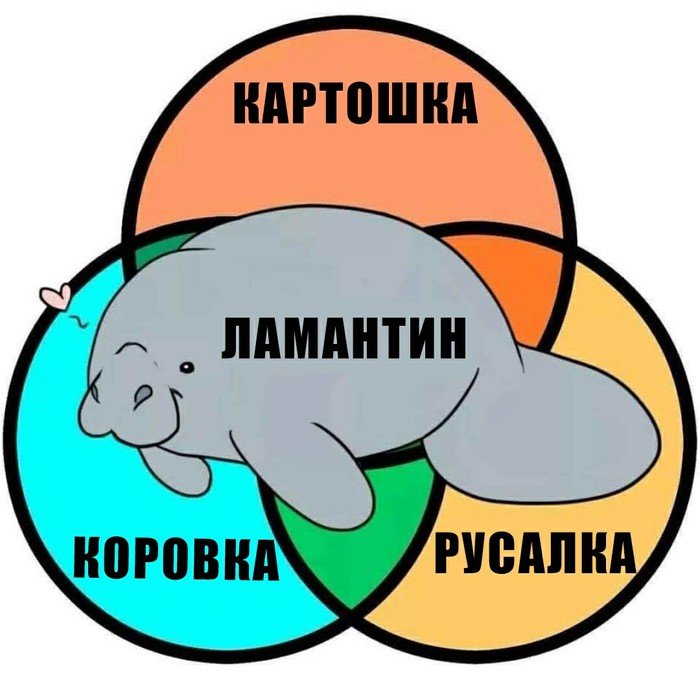 Ламантин | Пикабу