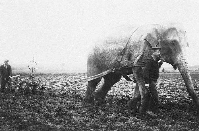 When they plowed on elephants in Europe - Elephants, Story, My Planet Club, The photo, Longpost