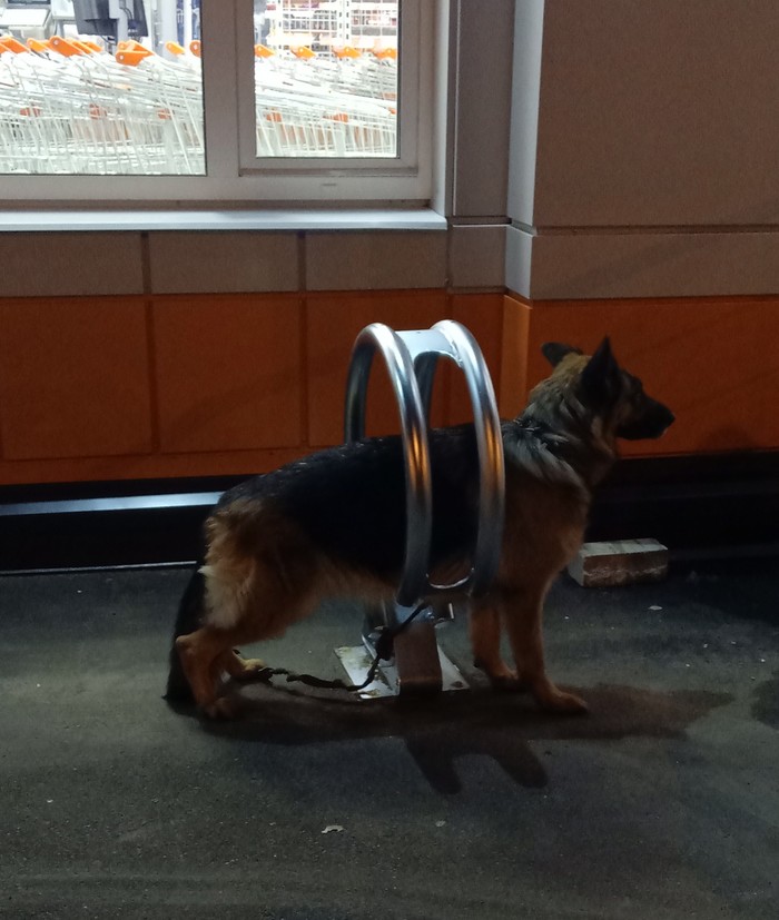 Parked - My, Dog, Supermarket, Parking, A bike