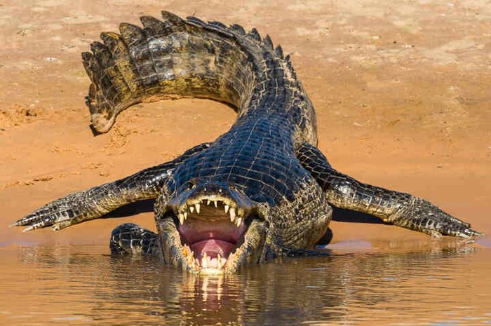 Nothing special, just laughing alligators - Alligator, Laugh, wildlife, Longpost