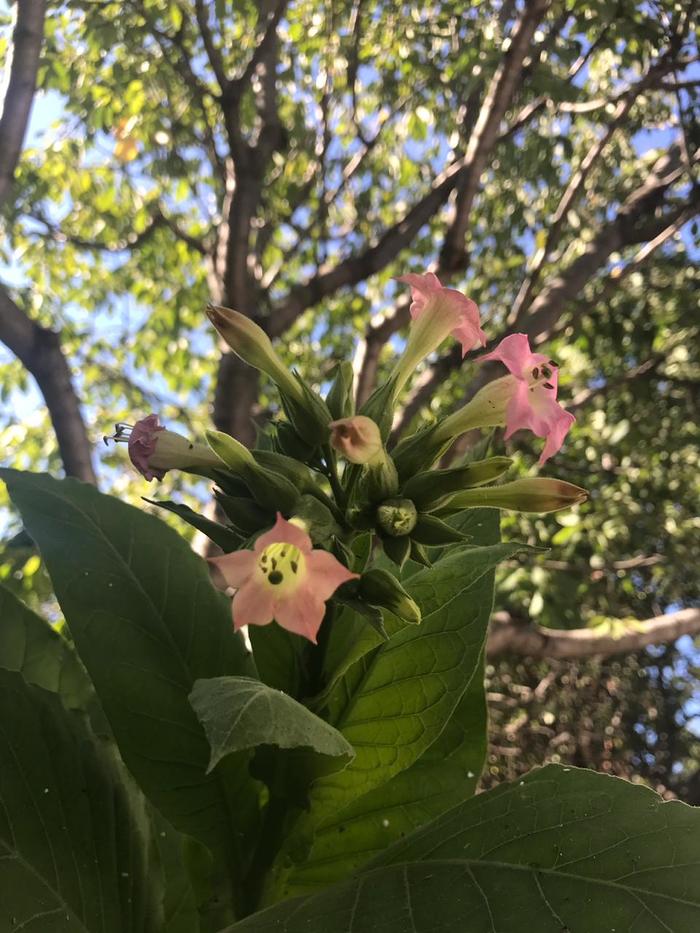 This is how tobacco blooms - My, Tobacco, Garden, Garden, Bloom