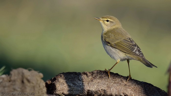 ,    (. Plectrophenax nivalis) , ,  , , , ,   , 