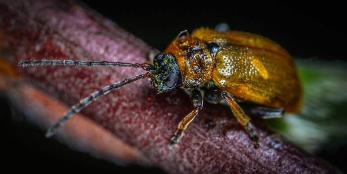 Leaf beetle - My, Macro, Macrohunt, , Insects, Жуки, Leaf beetle, Mp-e 65 mm, Macro photography