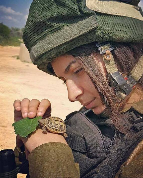 On guard of the motherland and ... turtles - Israel, Tsakhal, Jews, Turtle, The photo