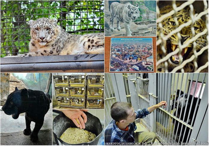 How to take care of predators. - My, Moscow Zoo, Zoo, Cat family, Snow Leopard, Longpost