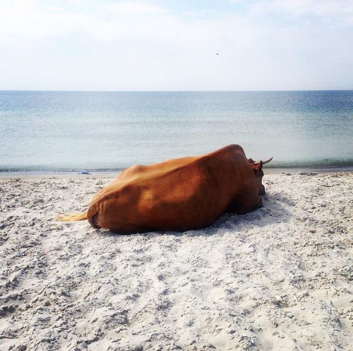 Halt - My, Sea, Cow, Kinburn Spit, The photo