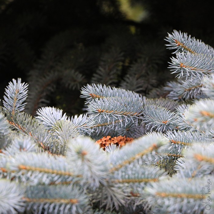 Blue Spruce - My, The photo, Christmas trees, Blue Spruce, Botanical Garden, Apothecary Garden