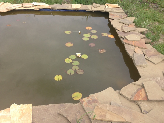 My garden pond - My, Garden Pond, Lily