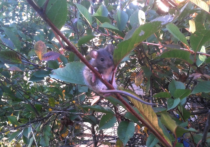 Этот парень явно хочет стать бэтменом, когда вырастет