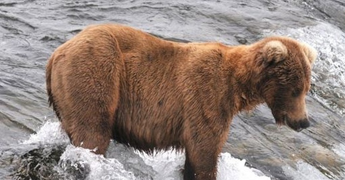 самая толстая медведица аляска. медведь 747. конкурс самый толстый медведь аляски. медведь ловит рыбу фото. северная америка медведь гризли.