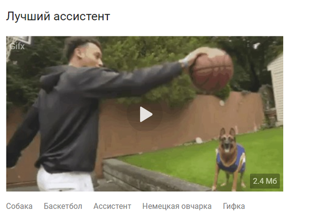 Pigs and bulldogs - Comments, Comments on Peekaboo, Screenshot, Basketball, Ball, Dog, Humor, GIF