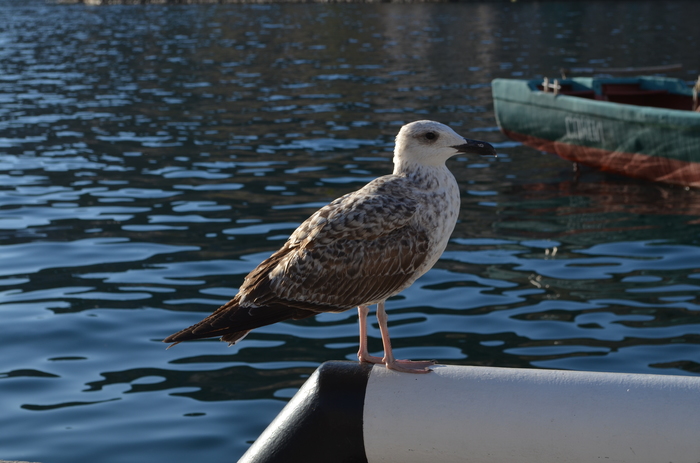 Seagull and fisherman. - My, Seagulls, Fishermen, Balaclava, The photo