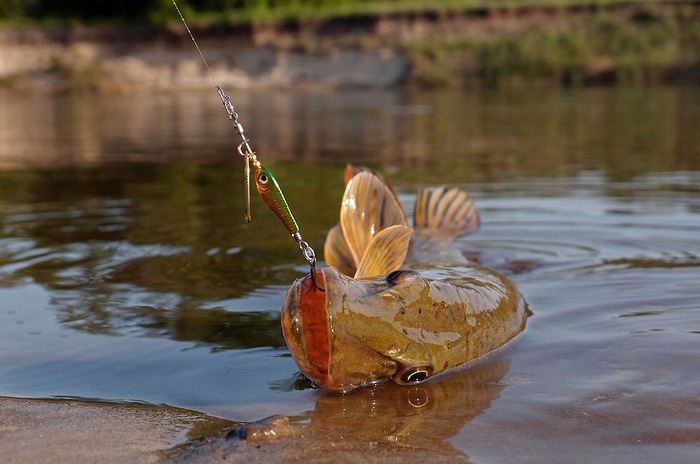 On a threesome. - A fish, Fishing, Pike, On hook, Spoon