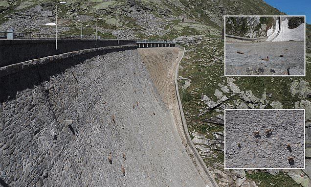 Goats in Italy have chosen a sheer dam - Goat, Wall, Longpost