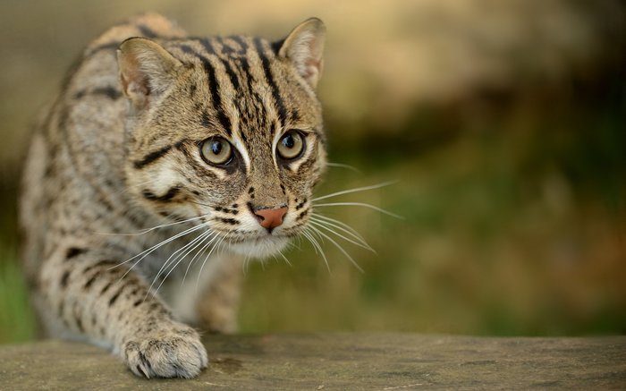 Fishing cat, or spotted cat (lat. Prionailurus viverrinus) - My, Wild land, Animals, Nature, Fishing Cat, Interesting, Longpost, Video, cat