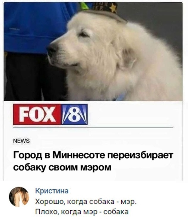Собака - мэр человека!