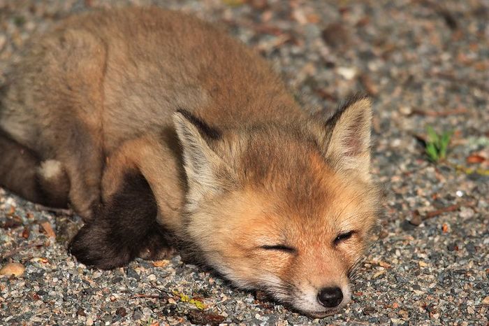 Большая лень маленькой лисы ^.^