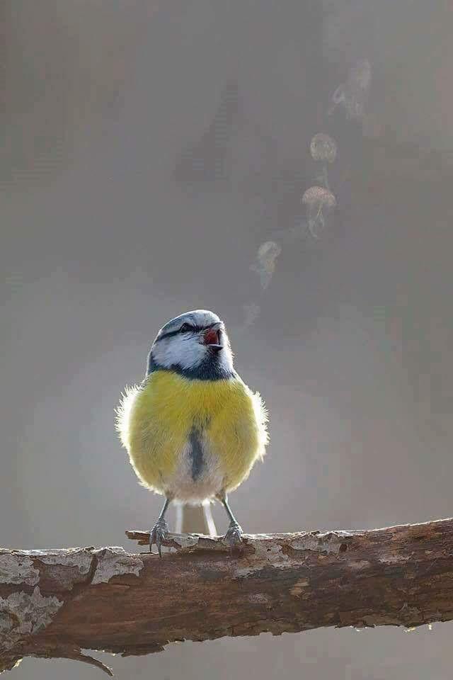 It's getting colder - Tit, Birds, Steam, The photo