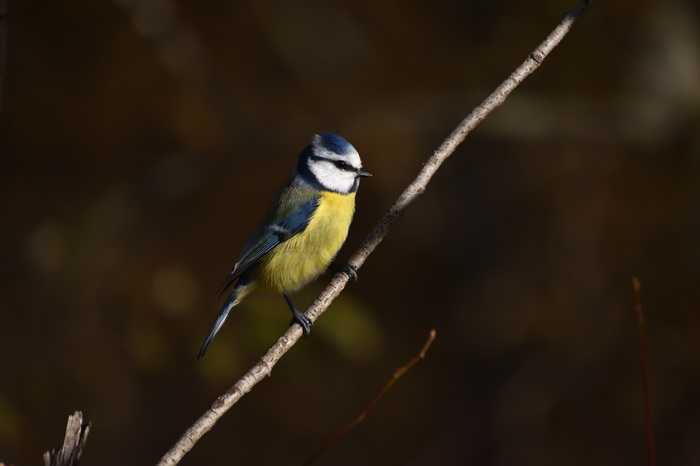 Lazorevka - My, Lazorevka, Nikon, Birds