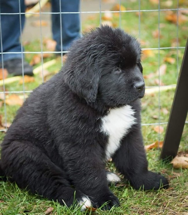 Came from my grandmother - Dog, Puppies, The photo, Newfoundland