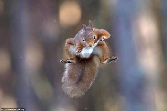 Nothing special, just a superhero flying squirrel - Squirrel, Fly, Superheroes, Scotland, The photo
